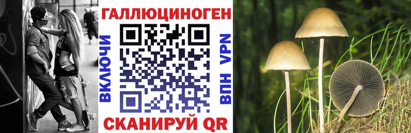 Галлюциногенные грибы Psilocybe  Купить закладки  Курчатов 